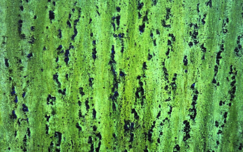 longue-ecorse-en-foret-detail01